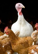 Grippe Aviaire Grippe Aviaire