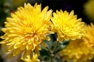 Chrysantheme Chrysantheme