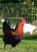 Grippe Aviaire Grippe Aviaire